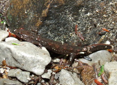 Desmognathus abditus