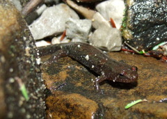 Desmognathus abditus