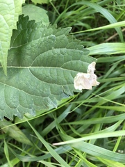 Calycomyza eupatoriphaga