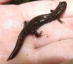 Desmognathus abditus