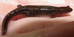 Desmognathus abditus