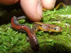 Plethodon dorsalis