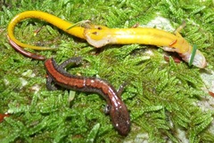 Plethodon dorsalis