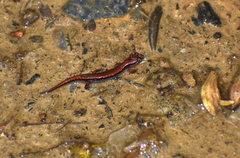 Desmognathus ocoee