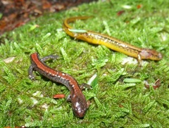 Plethodon dorsalis