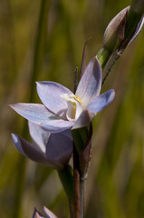 Thelymitra aemula