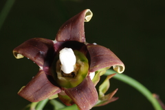 Araujia megapotamica