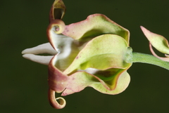 Araujia megapotamica