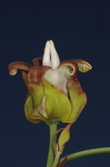 Araujia megapotamica