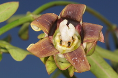 Araujia megapotamica