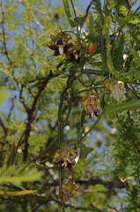 Araujia megapotamica