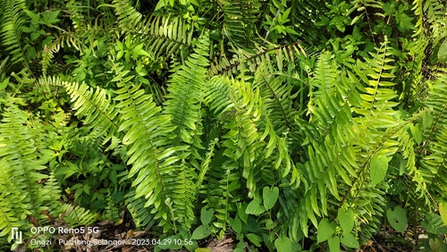 Giant swordfern (Nephrolepis biserrata)