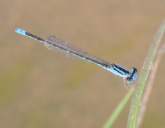 Pseudagrion spencei