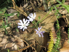 Phlox bifida