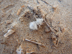 Dasymutilla gloriosa