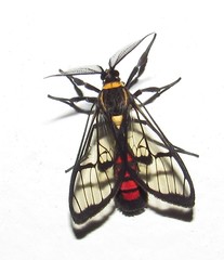 Argyroeides sanguinea