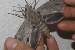 Sphinx leucophaeata
