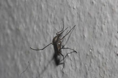 Psorophora cyanescens