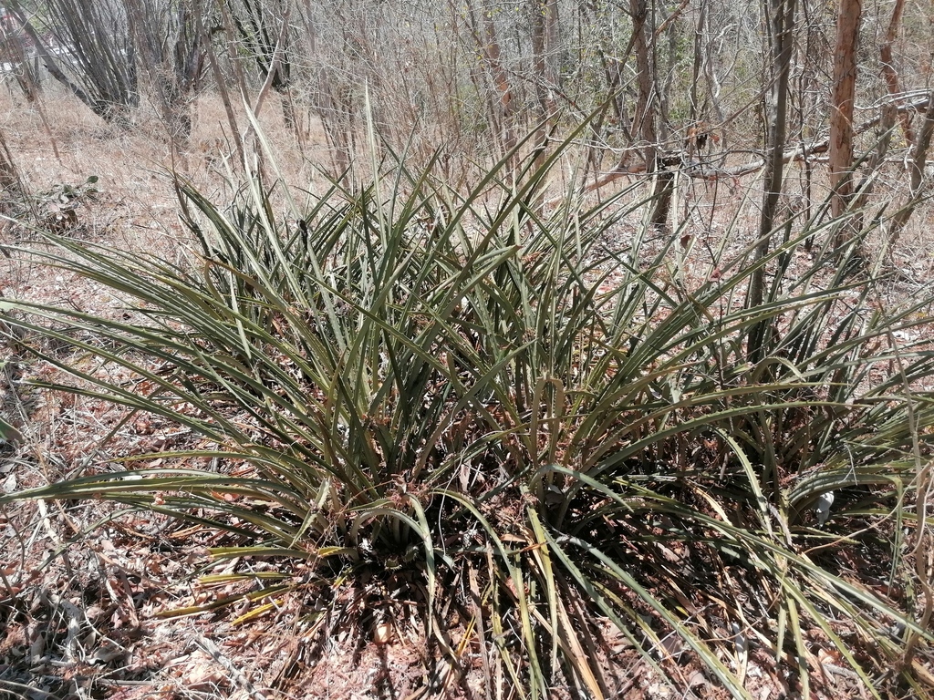 Bromelia palmeri; photograph (c) Carlos Domínguez-Rodríguez, some rights reserved (CC BY)