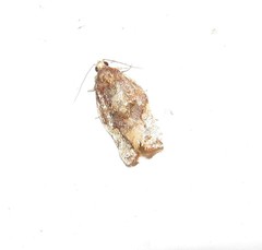 Argyrotaenia sphaleropa