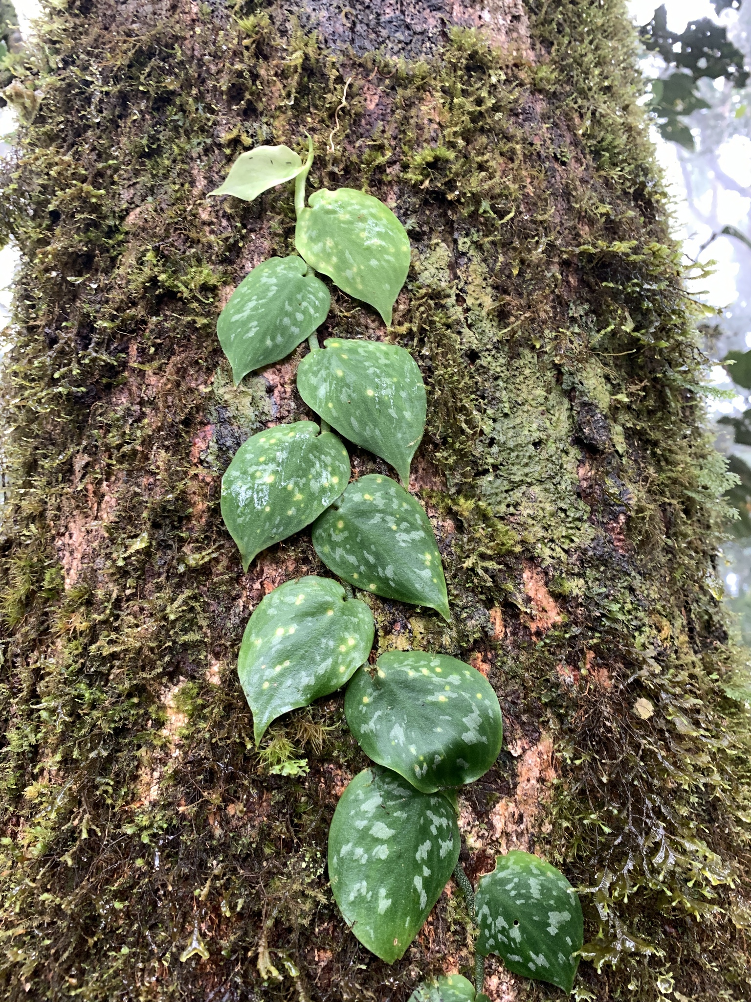 Genus Scindapsus · iNaturalist