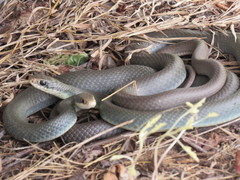 Coluber constrictor foxii