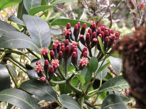 Polyscias bisattenuata