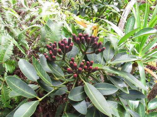 Polyscias bisattenuata