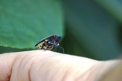 Acraephia perspicillata