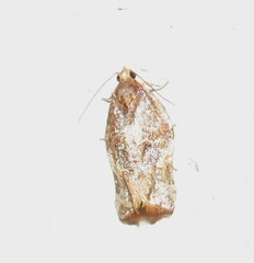 Argyrotaenia sphaleropa
