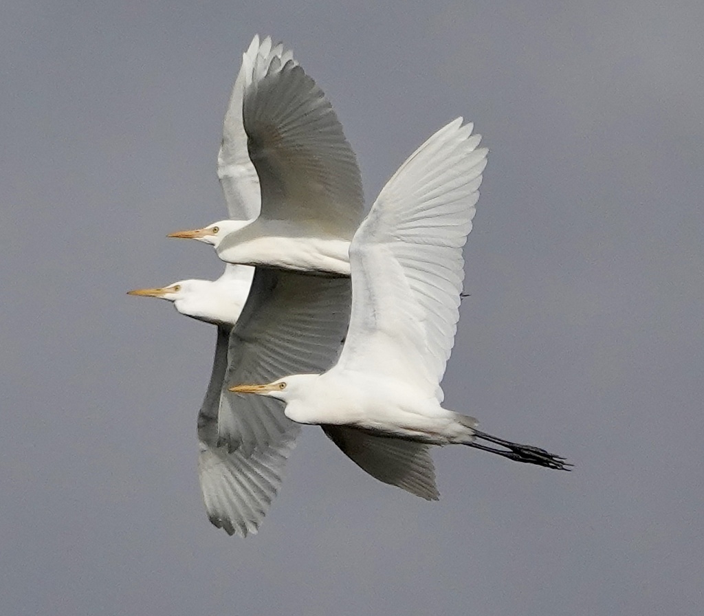 Eastern Cattle Egret
