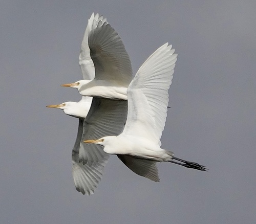 Eastern Cattle Egret