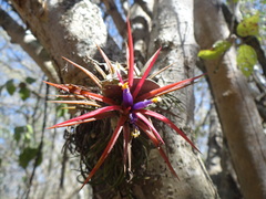 Tillandsia ionantha