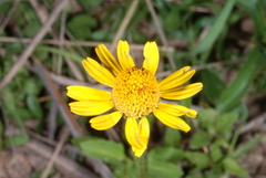 Acmella decumbens