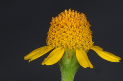 Acmella decumbens