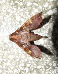 Callionima inuus