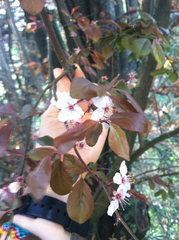 Prunus cerasifera pissardii