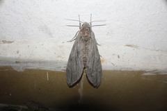 Sphinx leucophaeata