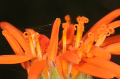 Criscia stricta