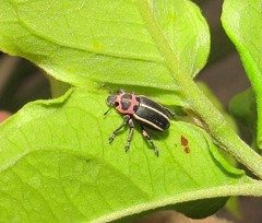 Eudiagogus episcopalis