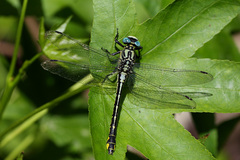 Gomphus schneiderii