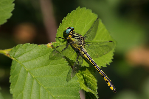 Turkish Clubtail