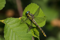 Gomphus schneiderii