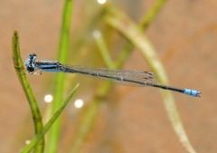 Pseudagrion spencei