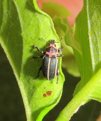 Eudiagogus episcopalis