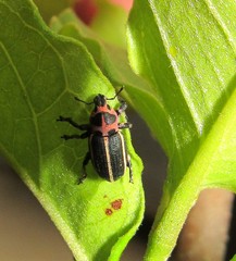 Eudiagogus episcopalis