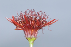 Isostigma peucedanifolium