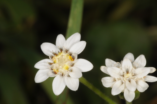 Holocheilus brasiliensis · iNaturalist United Kingdom