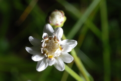 Holocheilus brasiliensis