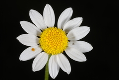 Matricaria
